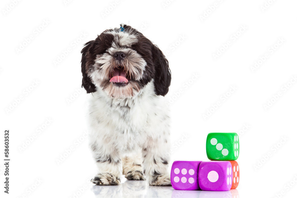 shih tzu with dices isolated on white background shih tzu with dices isolated on white background