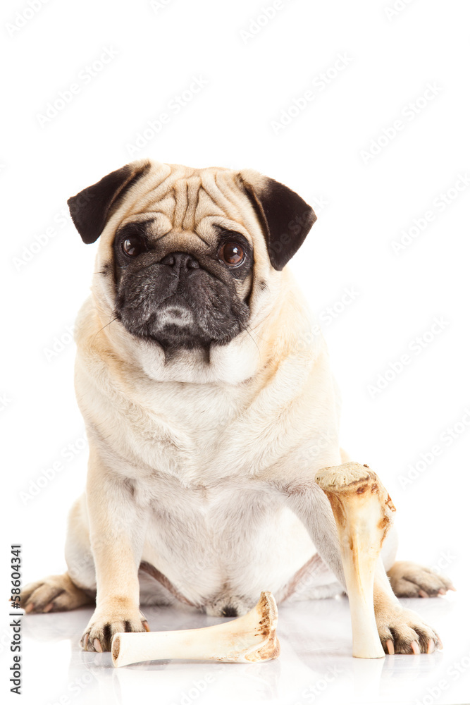 pug dog bone isolated on white background,