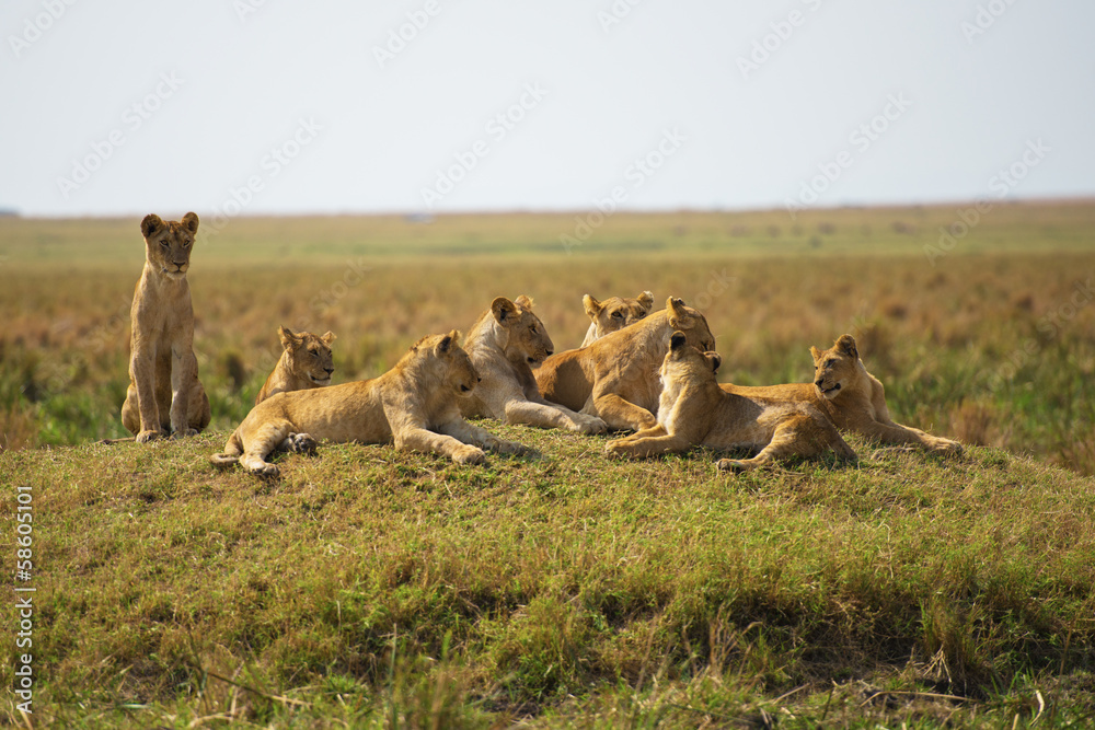 Naklejka premium Löwen