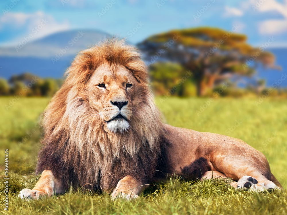 Naklejka premium Wielki lew leżący na trawie sawanny. Kenia, Afryka