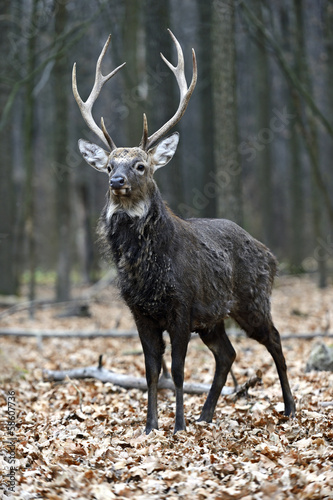 Spotted Deer in the woods