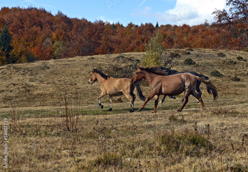 Horses grazing in a forest in autumn