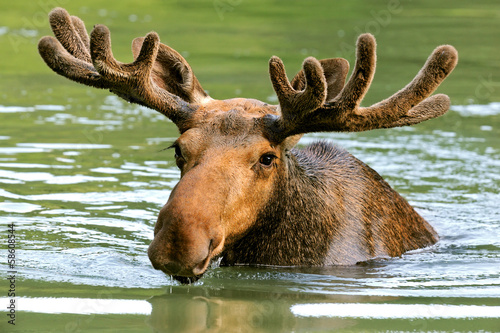 Obraz na płótnie The elk in their natural habitat w salonie