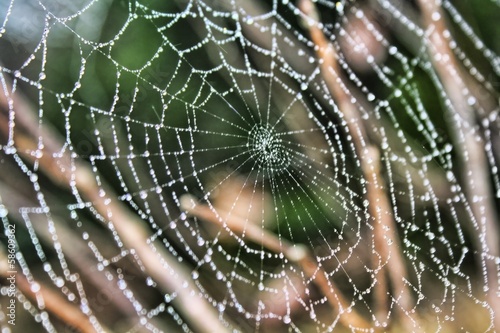 A Cold Spider Web With Dew In The Morning