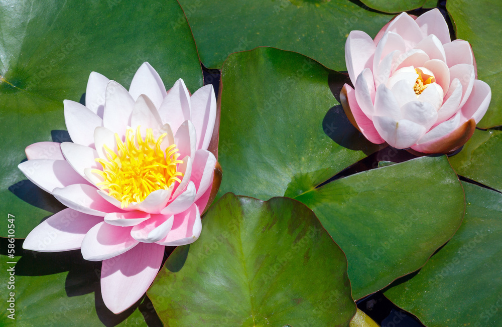 Fototapeta premium Pink water lily