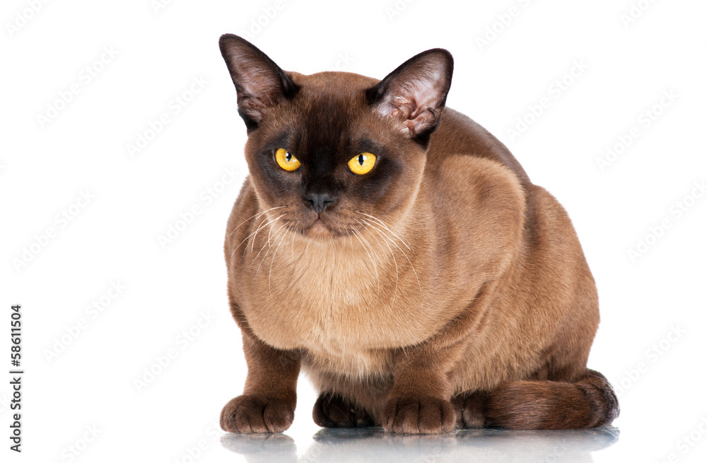 brown burmese cat portrait