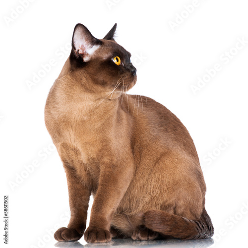 burmese cat