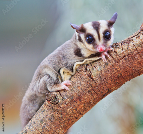 Sugar glider photo