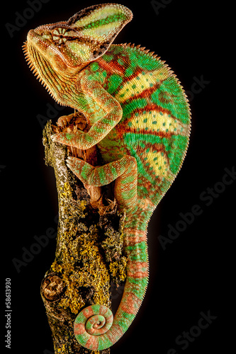 Yemen chameleon