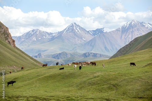Group of farm animals pasturing in mountains