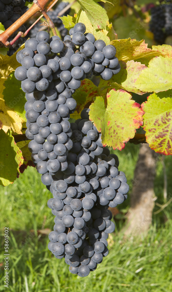 Ripe dark blue wine grapes