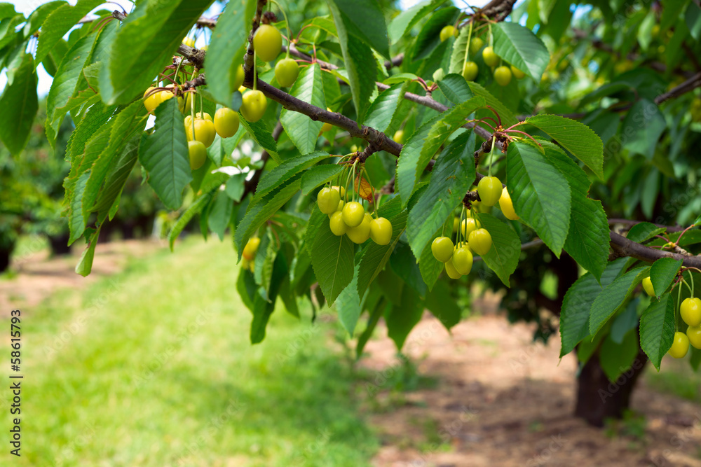 Green cherries on a branch Green cherries on a branch