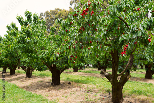 Fotografiet Cherry trees in garden