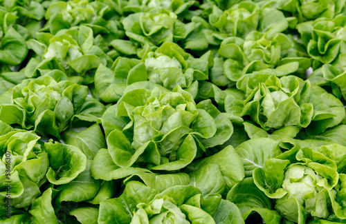 The Organic hydroponic vegetables farm.