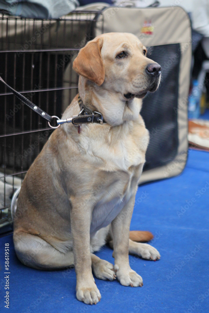 yellow labrador