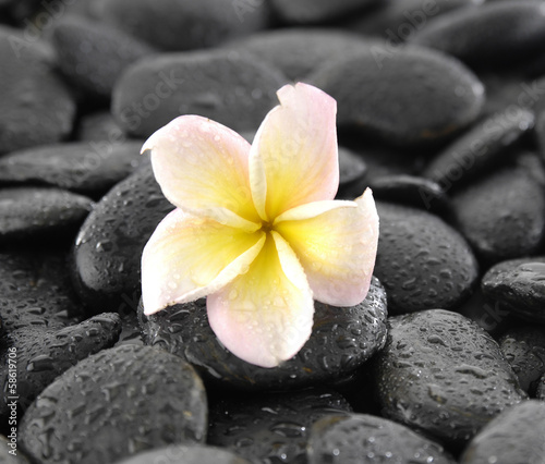Macro of frangipani and black wet stones texture
