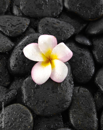 Plumeria flowers on stones background