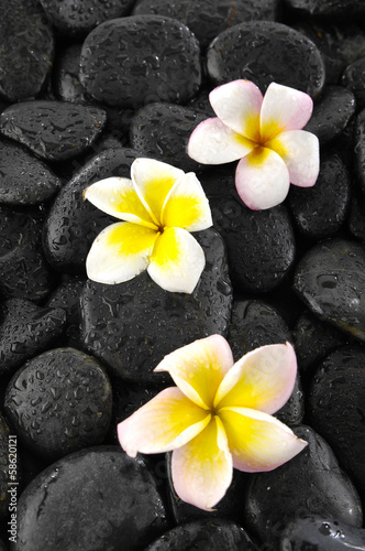 Three plumeria flowers on wet stones background