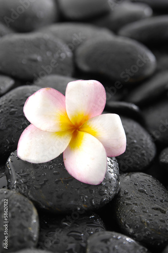 Frangipani flowers on black wet pebbles