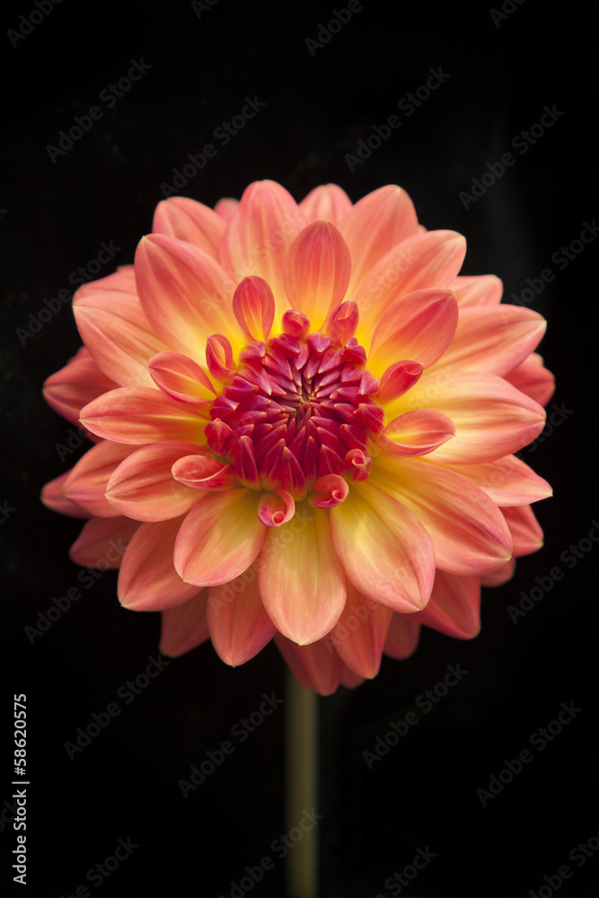 Orange chrysanthemum on black background