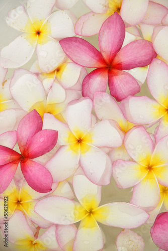frangipani flowers in the water