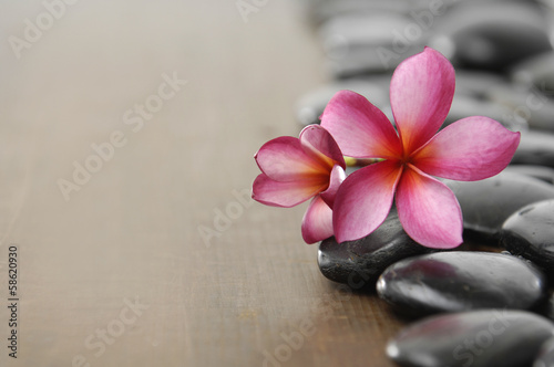 frangipani flower on wooden board