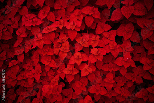 Red flower pattern