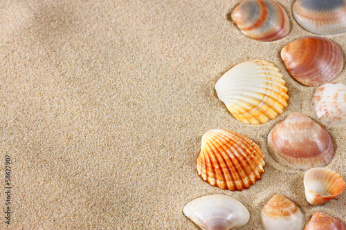 sea shells on sand at the beach