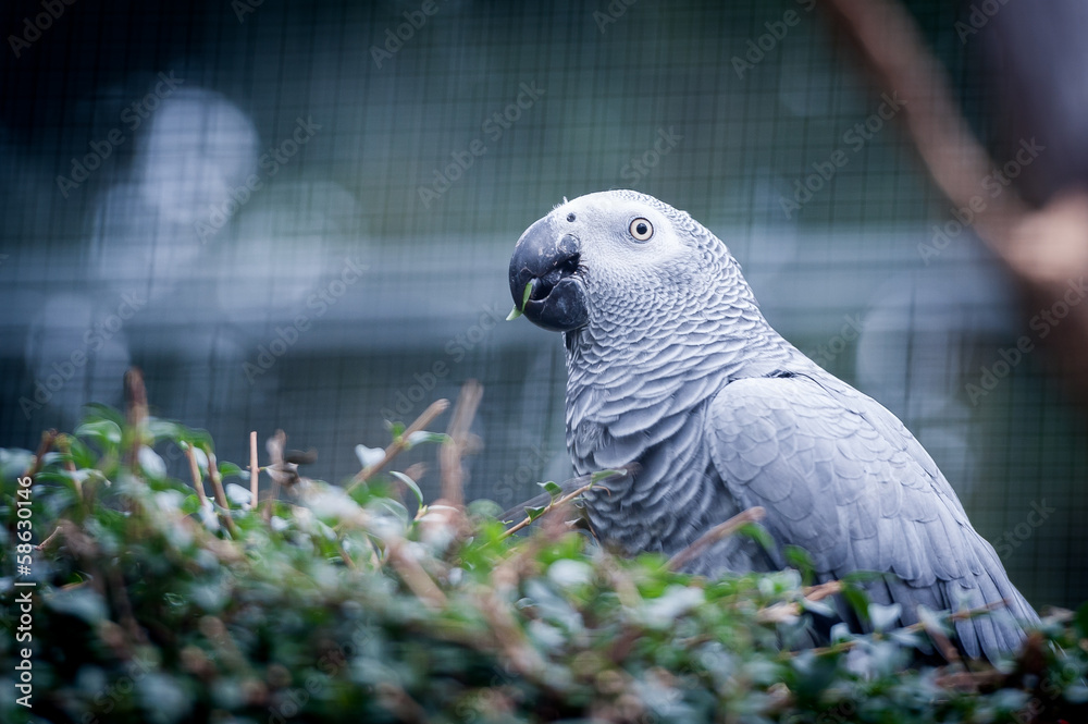 Fototapeta premium Portrait de perroquet gris du gabon