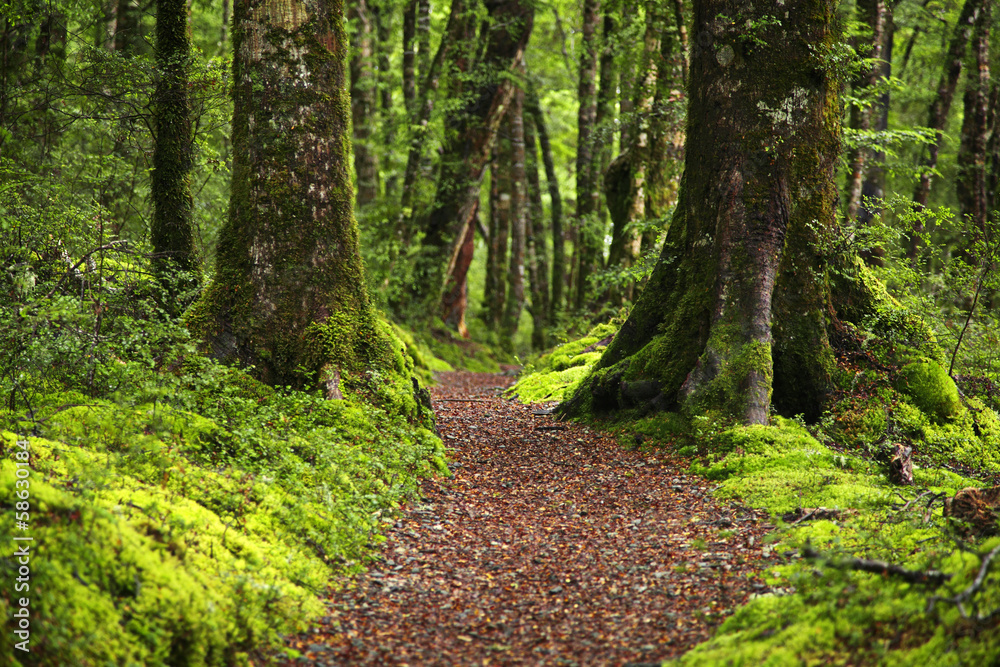 Obraz premium waldweg