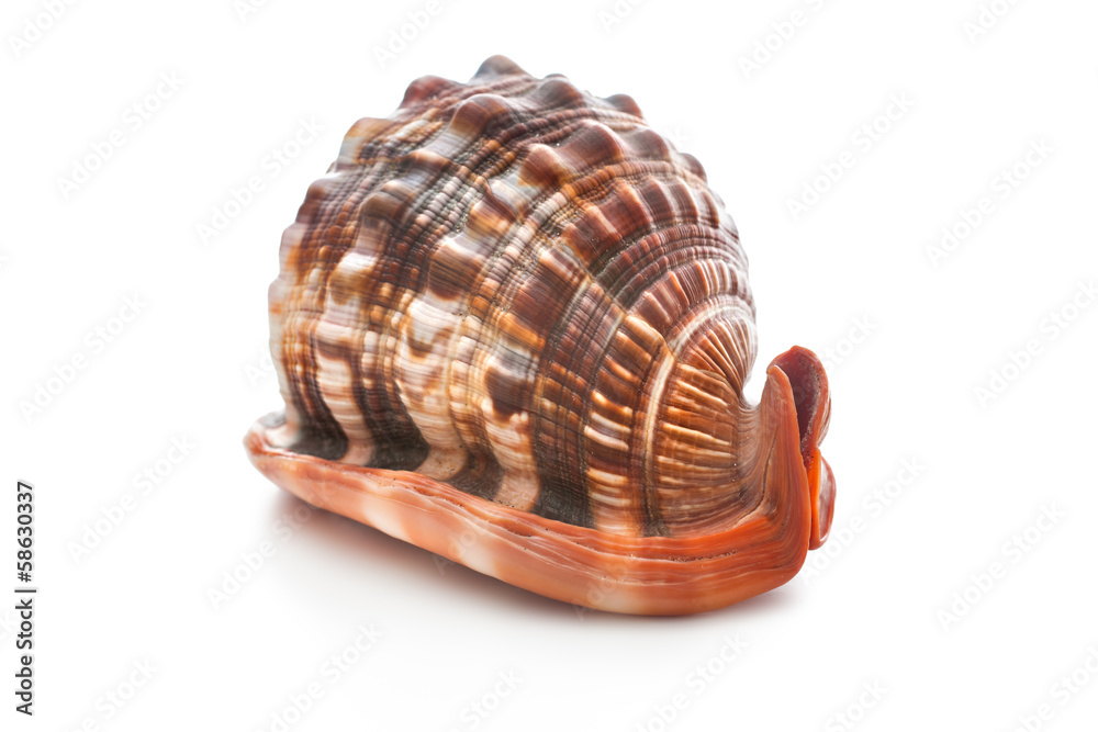 Sea shell Sea shell