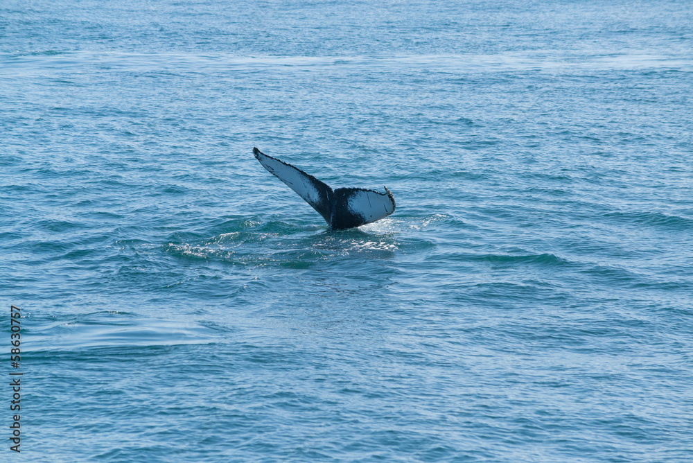 Naklejka premium Whale