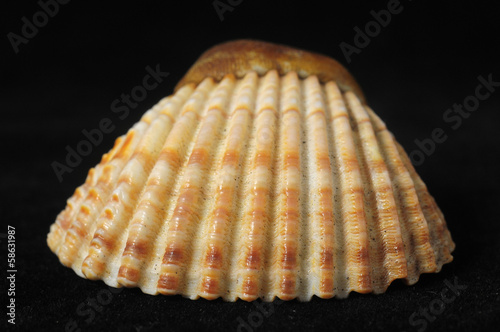 Sea Shell photo