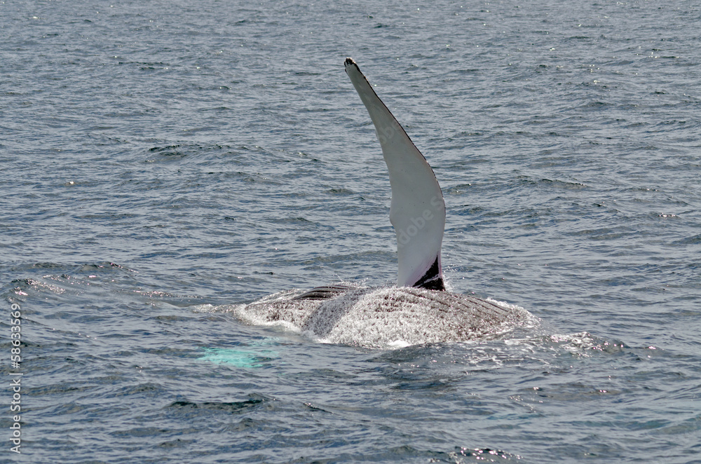 Obraz premium humpback whale