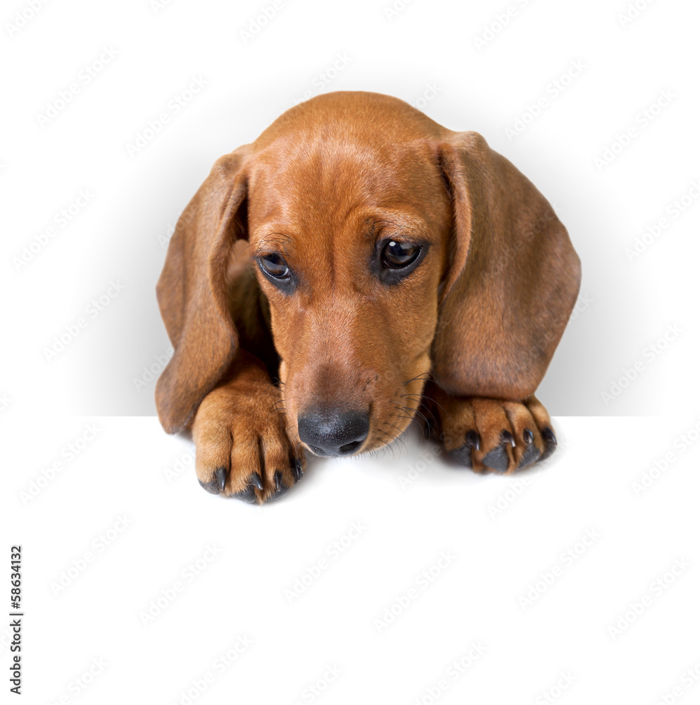 cute Dachshund Puppy with white banner for text