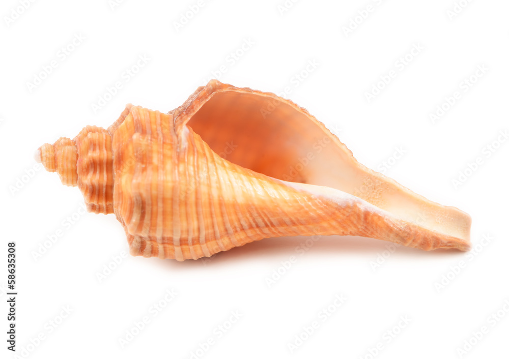Sea shells isolated on white background Sea shells isolated on white background