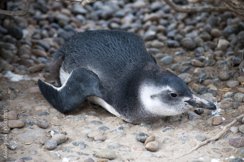 A small magellanic penguin
