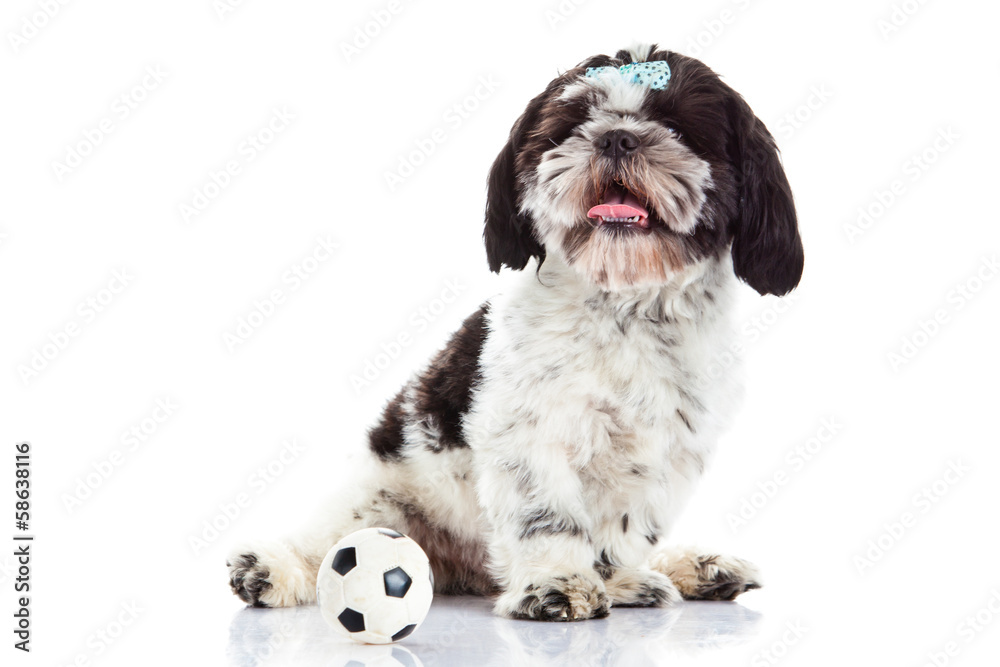 shih tzu with ball isolated on white background shih tzu with ball isolated on white background