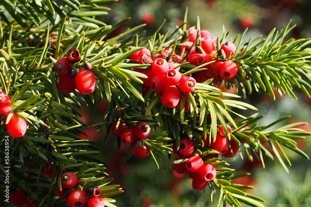 Yew branch with berries