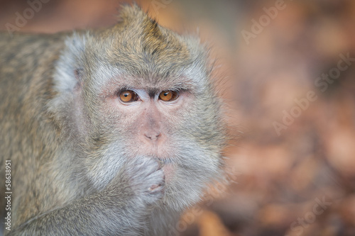 Portrait de singe magot © PicsArt