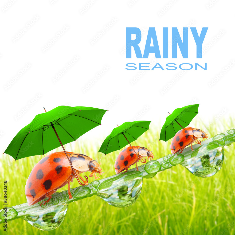Little ladybugs with umbrella. Little ladybugs with umbrella.