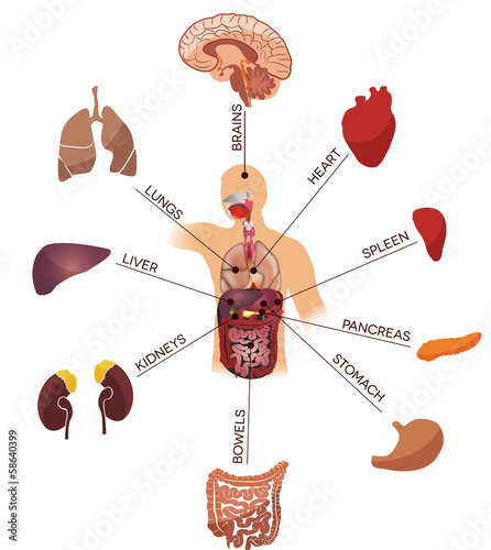 Human Anatomy