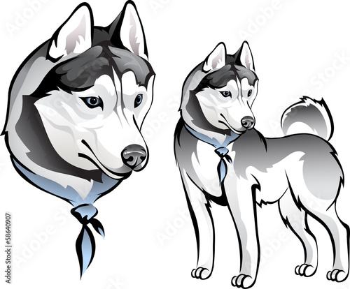 Husky dog in bandana