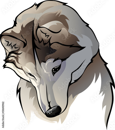 shy wolf
