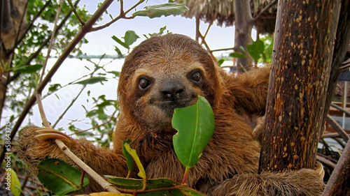 Happy sloth photo