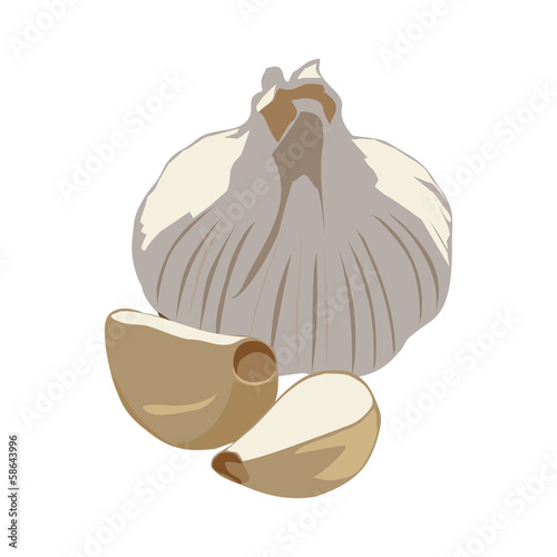 vector garlic