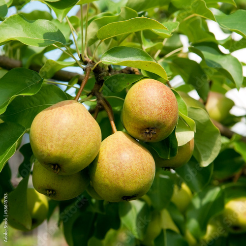 Obraz na płótnie organic pear w salonie