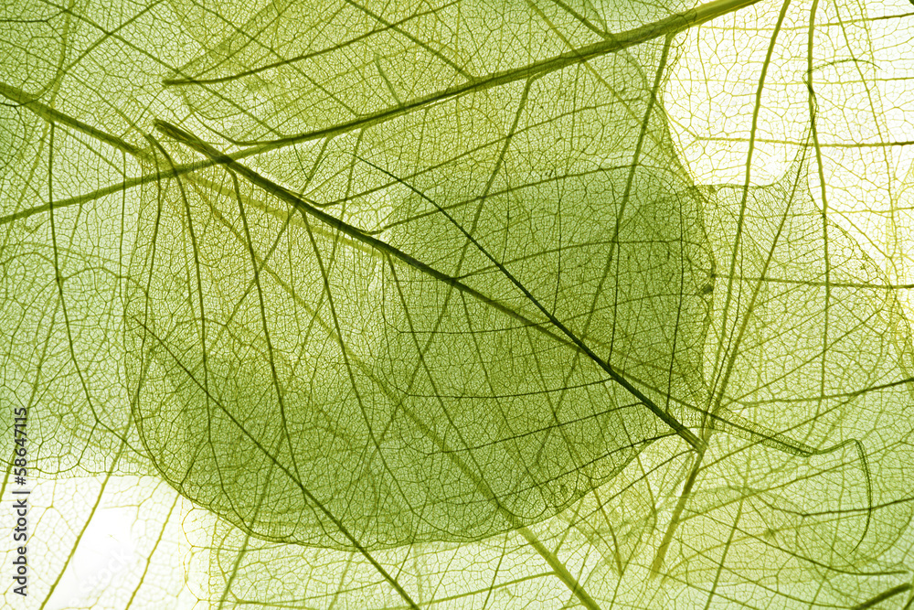Fototapeta Przeźroczyste liście w skali makro