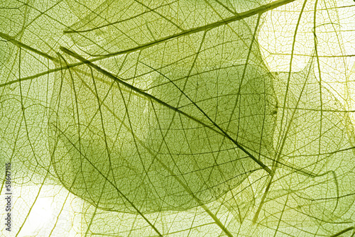 leaves background #58647115