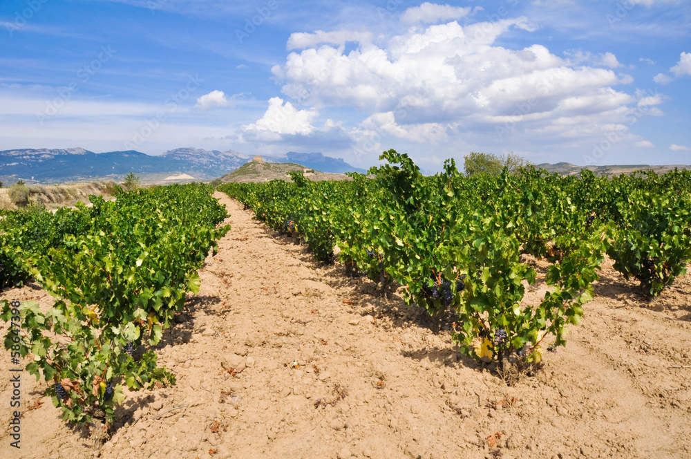 Vineyards at La Rioja (Spain)